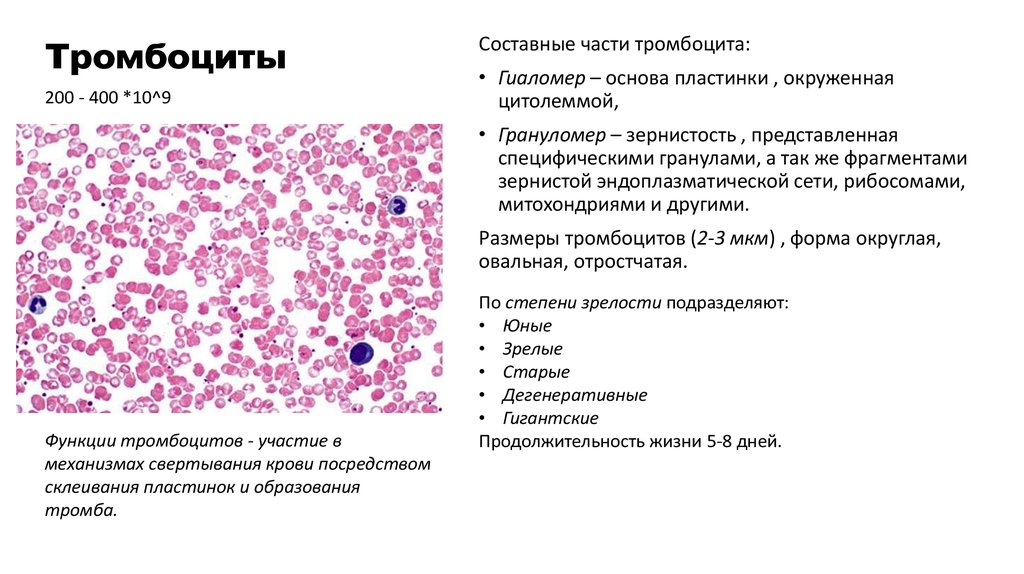 Тромбоцитоз лейкоцитоз. Тромбоциты форма и строение. Тромбоциты строение и функции. Форма тромбоцитов в крови человека. Классификация тромбоцитов.