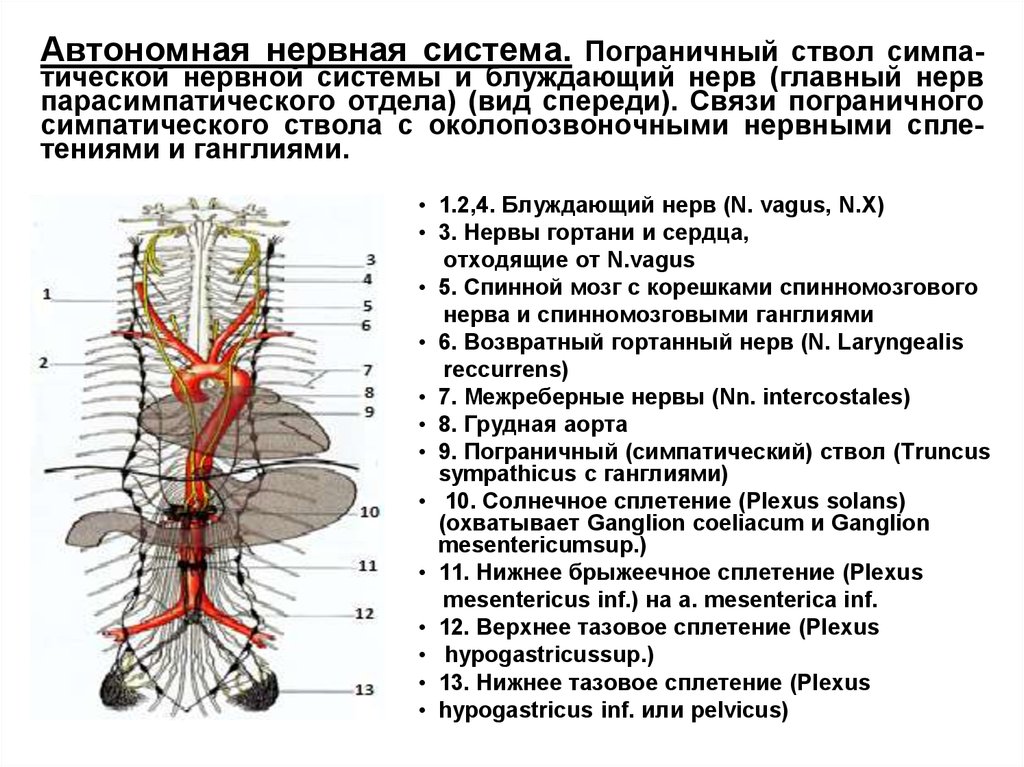 Нервная система латынь. Вегетативная нервная система топография. Грудной отдел симпатического ствола таблица. Сплетения вегетативной нервной системы таблица. Ганглии симпатических сплетений.