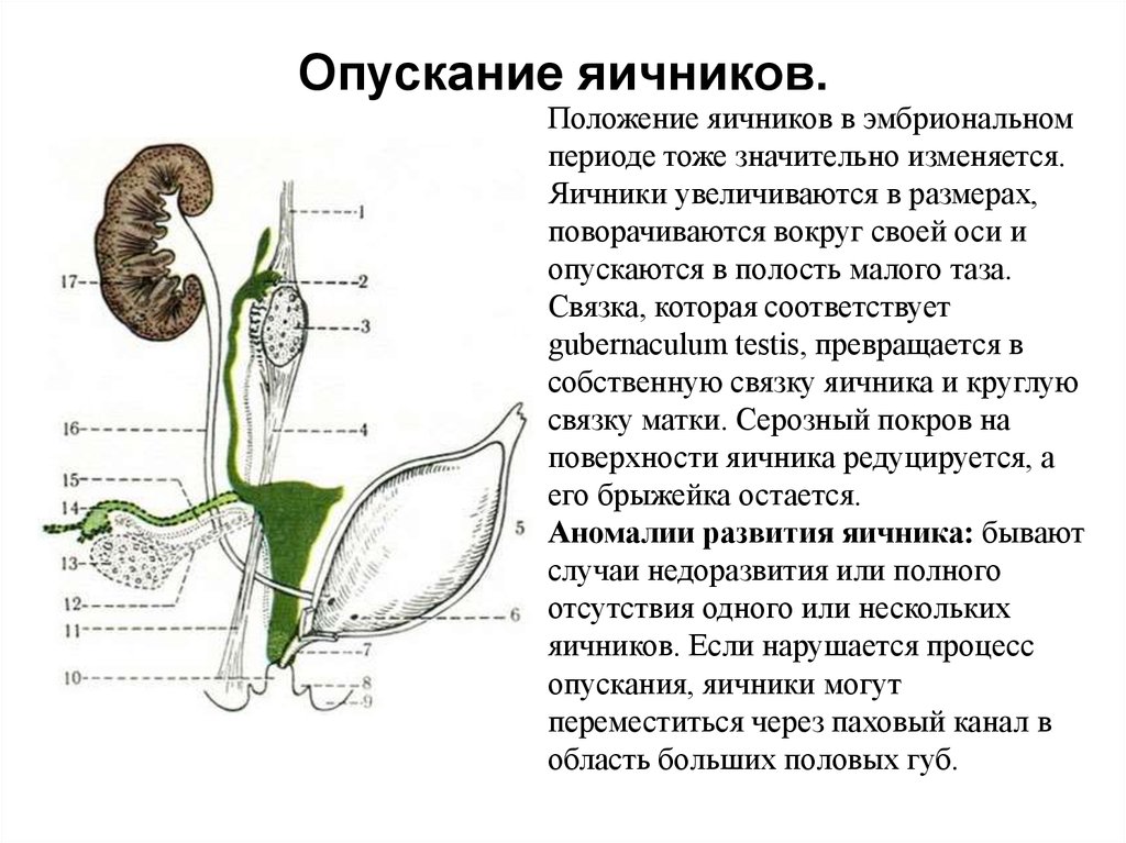 Большие половые органы