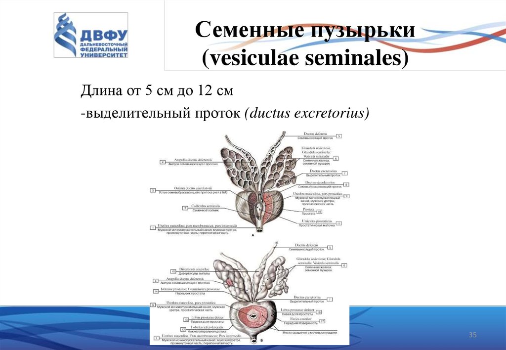 Воспаление семенных пузырьков схема лечения