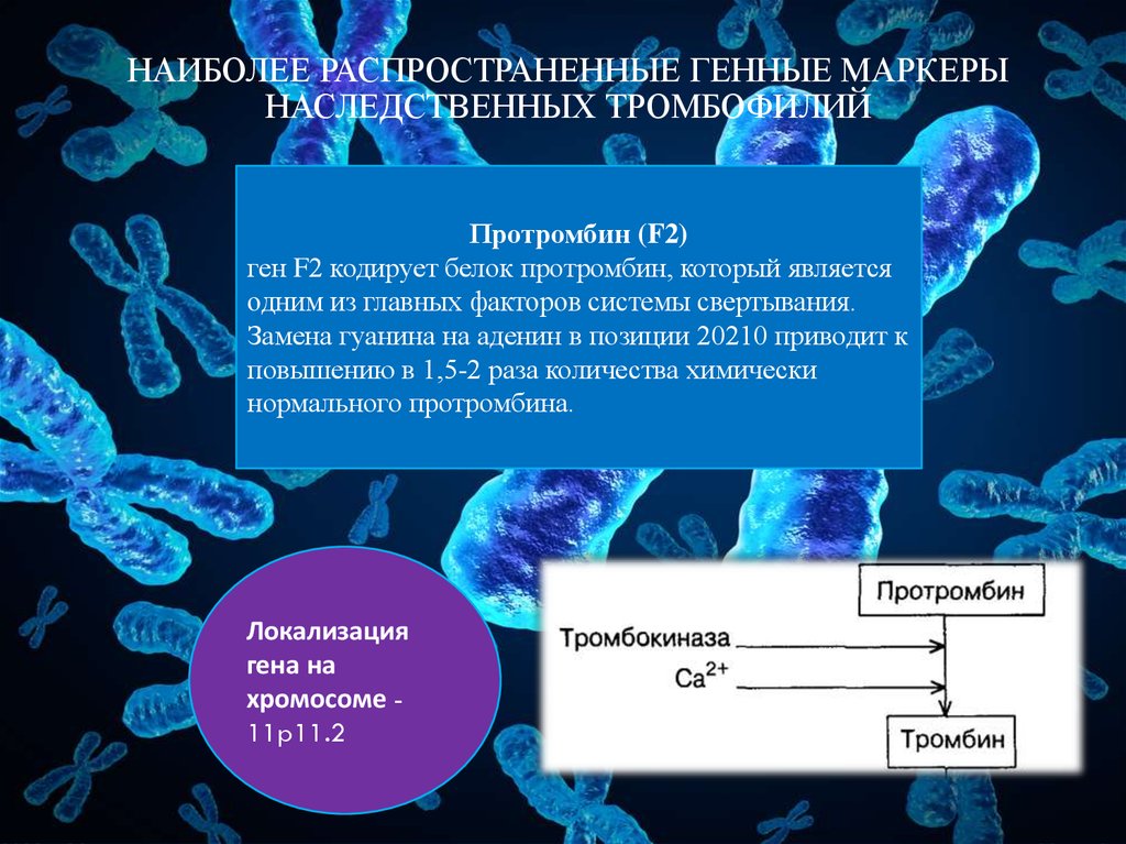 Исследование гена