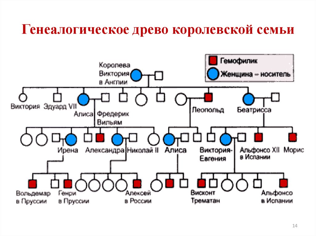 Презентация гемофилия генетика