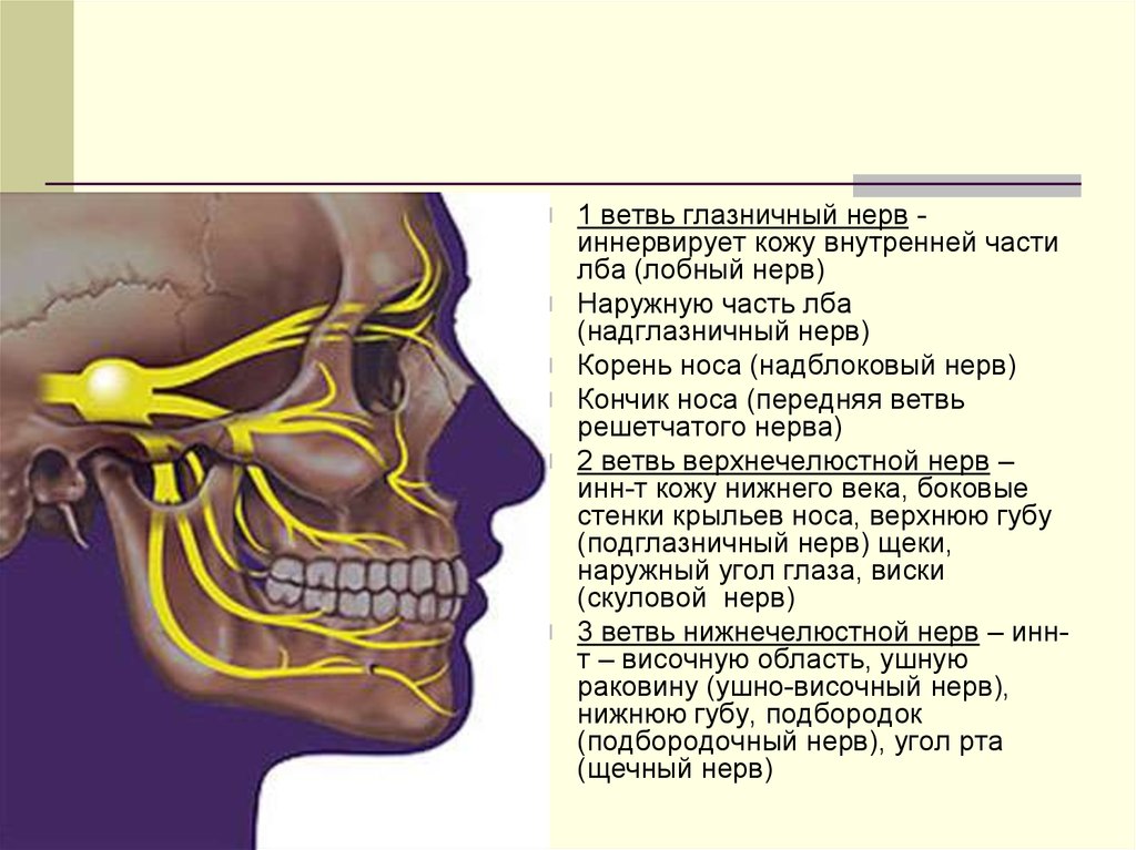 Троичный нерв где находится чем лечить