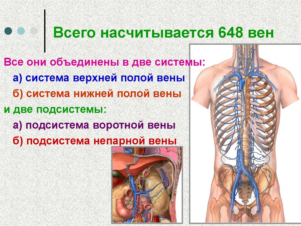 Система вен