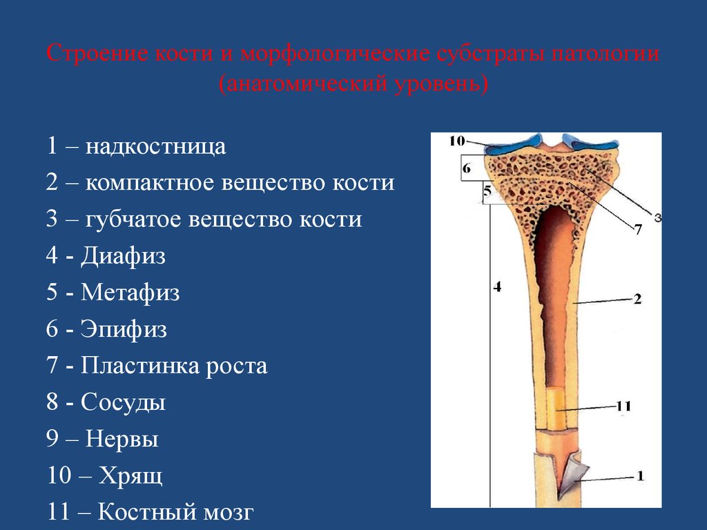 Строение кости человека рисунок