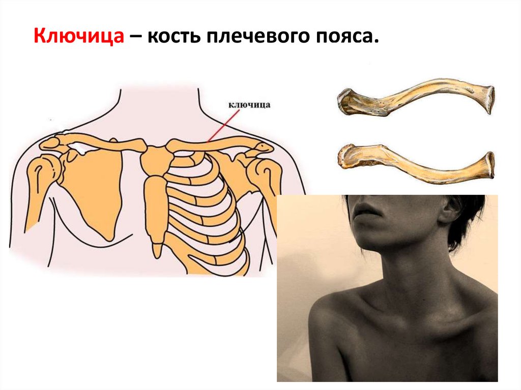 Устанавливают между костью и. Ключица Тип кости. Кости ключицы анатомия. Анатомия человека ключица грудинный. Перелом кости ключицы анатомия.