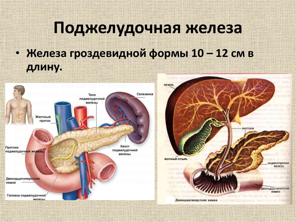 Легкие и поджелудочная железа. Строение поджелудочной железы анатомия. Анатомическое строение поджелудочной железы. Поджелудочная железа биология 8. Структура строение поджелудочной железы.