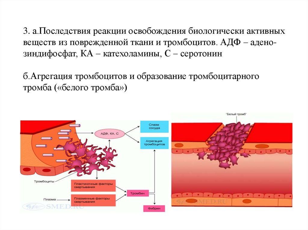 Образование тромба попадание факторов свертывания в плазме. Клопидогрел агрегация тромбоцитов механизм. Адгезия и агрегация тромбоцитов. Реакция высвобождения тромбоцитов. Тромбоциты и их роль в свертывании крови.