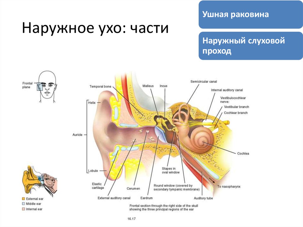 Части уха наружное среднее внутреннее. Анатомия наружное ухо наружный слуховой проход. Строение наружного слухового прохода. Строение уха и ушной раковины. Наружный слуховой проход анатомия строение.