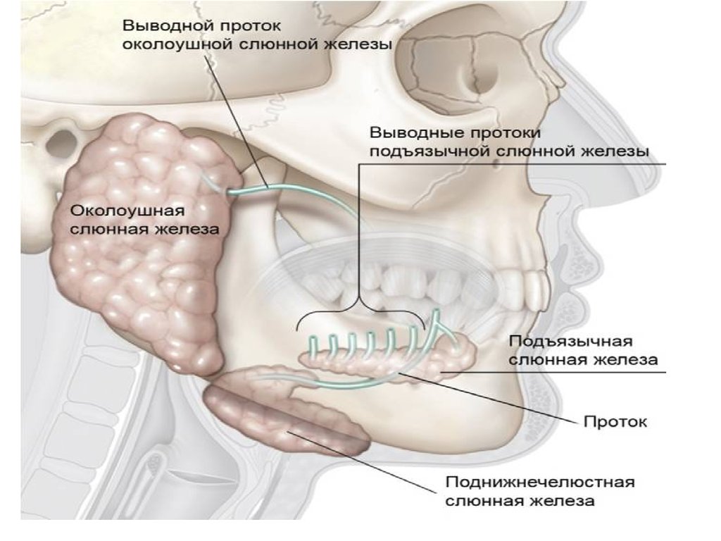 Слюнные железы где находятся у человека схема расположения женщин фото