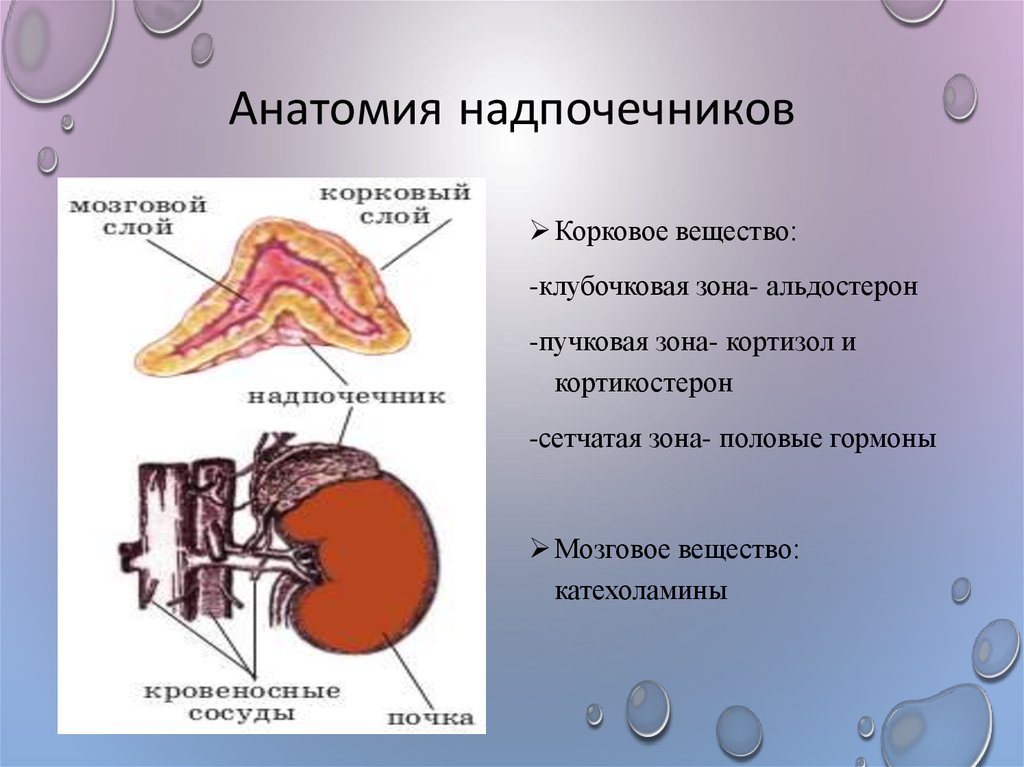 Гормоны надпочечников картинка