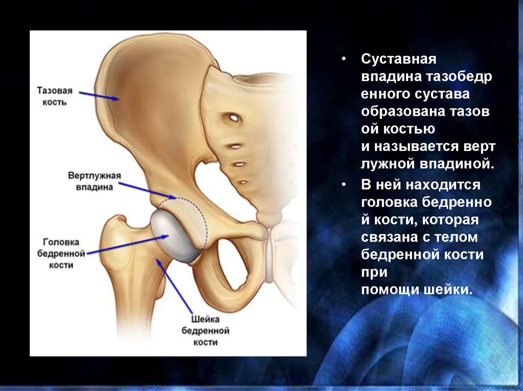 Вертлужная впадина фото