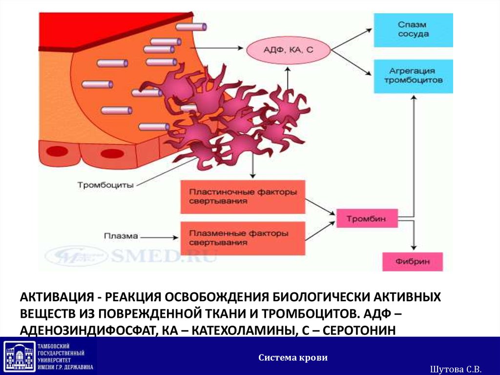 Функциональная активность тромбоцитов. Ристомицин агрегация тромбоцитов. Агрегация тромбоцитов норма и адгезия. Свойств тромбоцитов агрегация. Схема активации тромбоцитов.