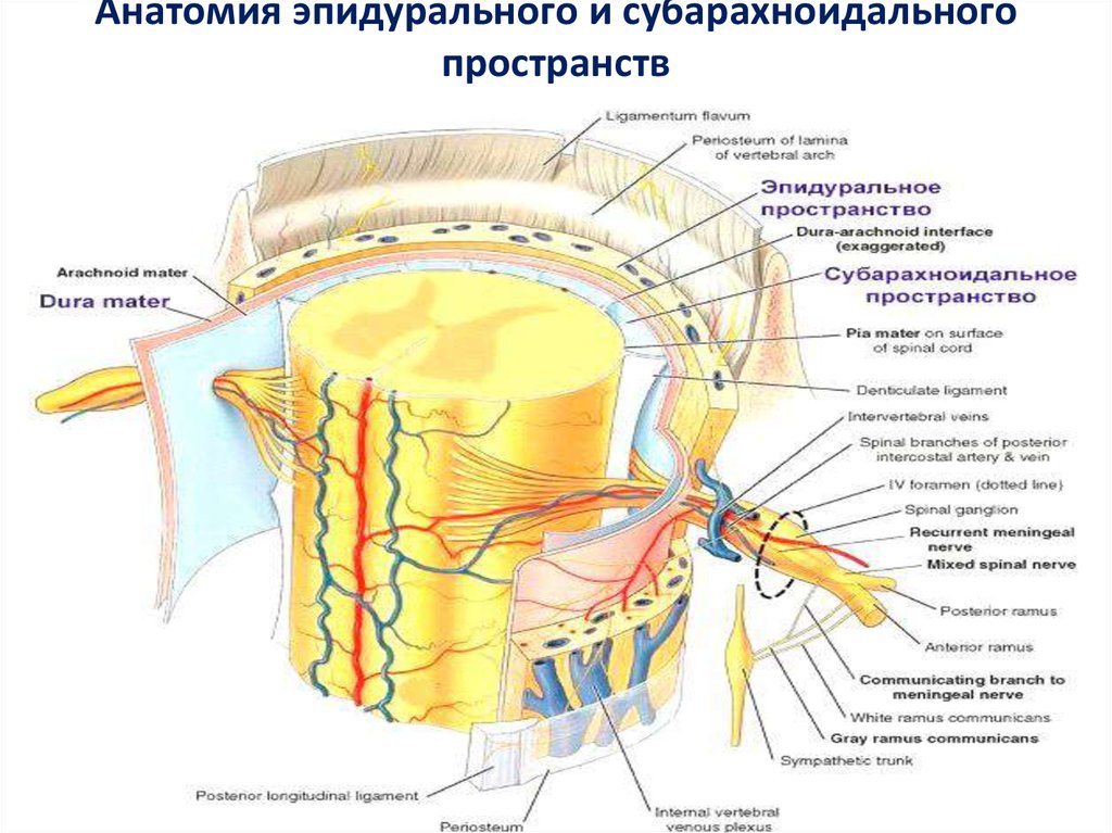 Расширение субарахноидального