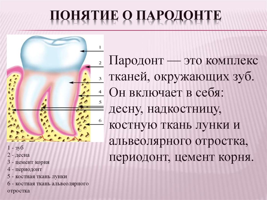 Подвижность зубов презентация