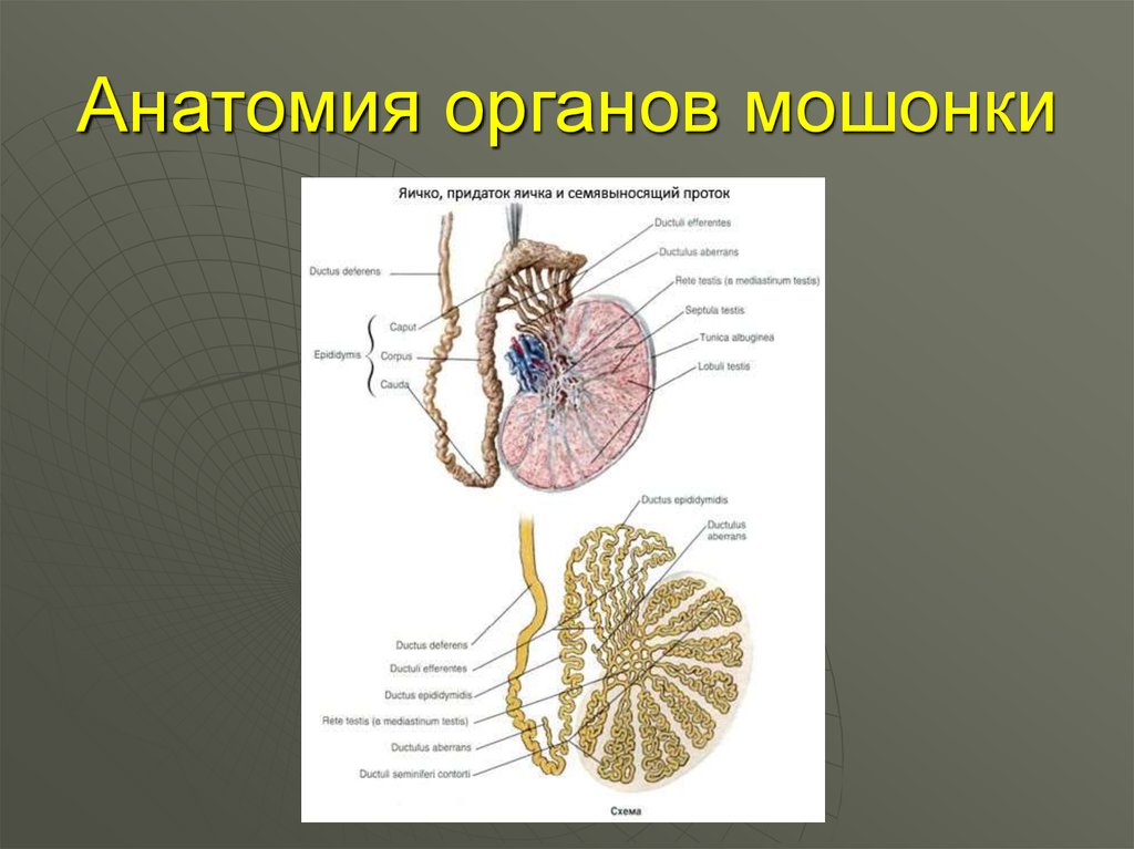 Яички орган. Строение яичка. Семенники анатомия. Яичко анатомия.