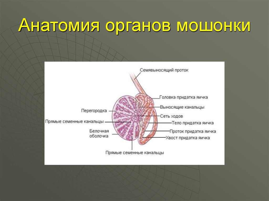 Мужские яички органы. Придаток яичка анатомия строение. Топографическая анатомия яичка. Строение придатка яичка у мужчин. Строение придатка яичка.