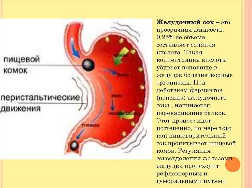 Выработка кислоты в желудке. Желудочный сок образуется:. Образование желудочного сока. Желудочный сок и пищеварение.