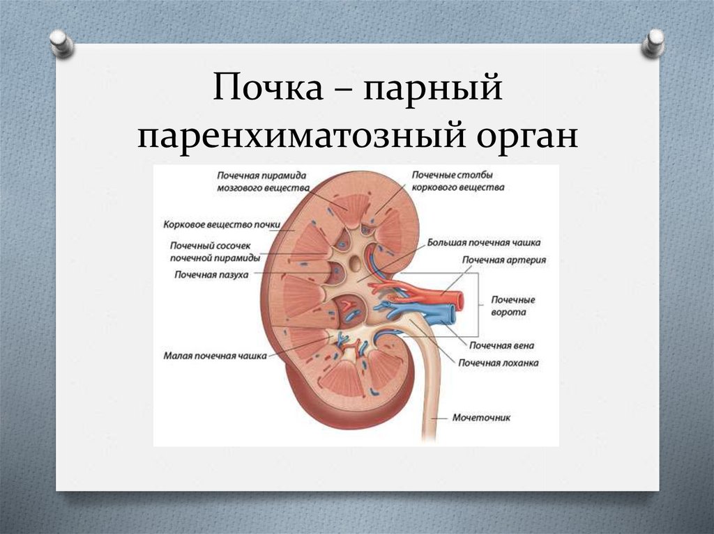 Почки что означает. Паренхиматозная перемычка почки что это такое. Строение паренхимы почки анатомия. Паренхиматозная перегородка в почке что это. Строение почки человека паренхима.