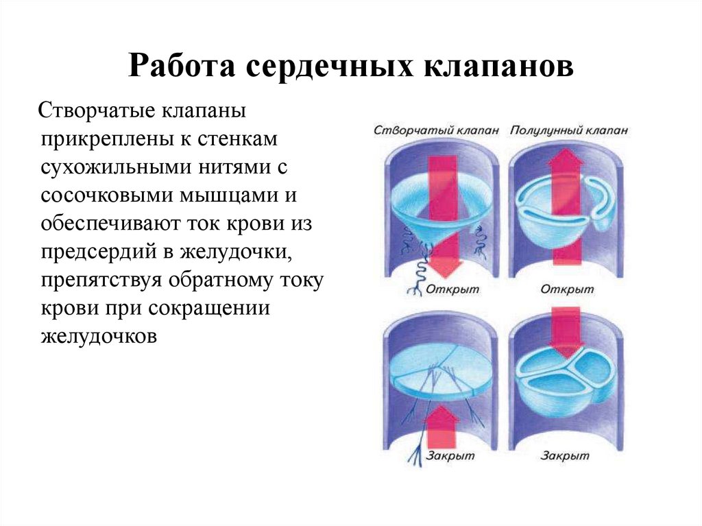 При сокращении предсердий в артериях. Как устроены клапаны сердца. Принципы работы клапанов сердца. Принцип работы сердечных клапанов. Створчатые и полулунные клапаны функции.