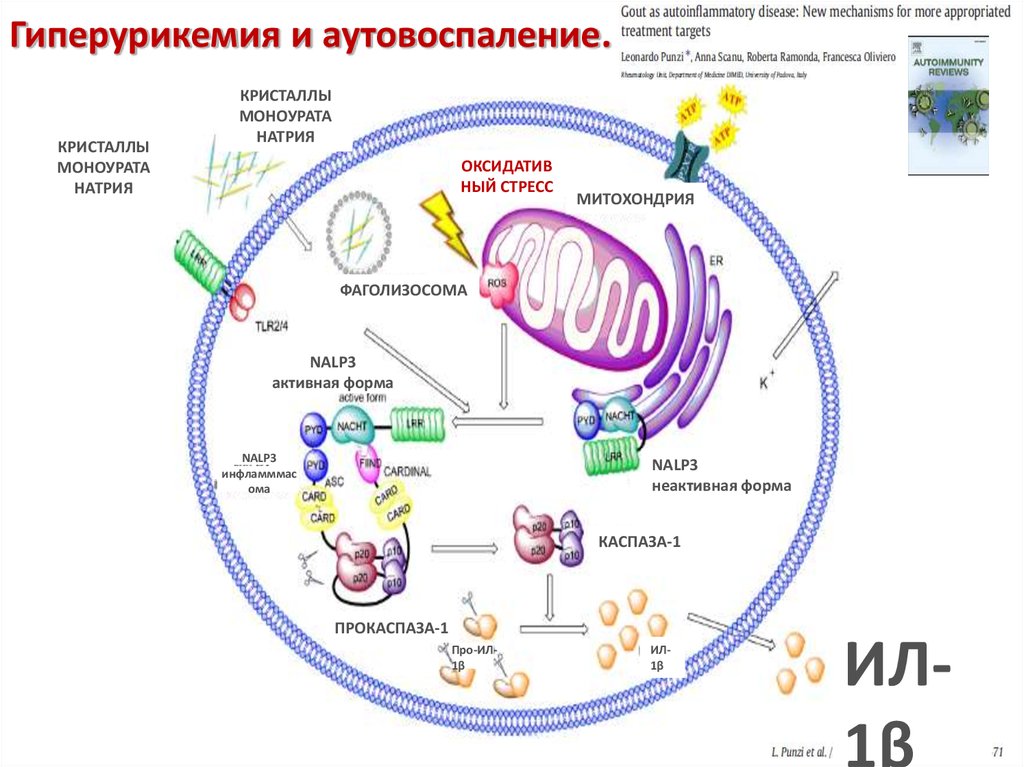 Гиперурикемия что это. Гиперурикемия биохимия. Гиперурикемия механизм. Гиперурикемия схема. Гиперурикемия препараты.