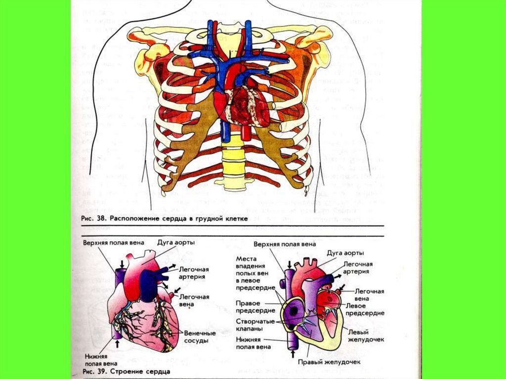 Положение сердца в теле. Сердце человека анатомия где находится. Расположение сердца и легких. Расположение сердца в грудной клетке. Расположение сердца у детей.