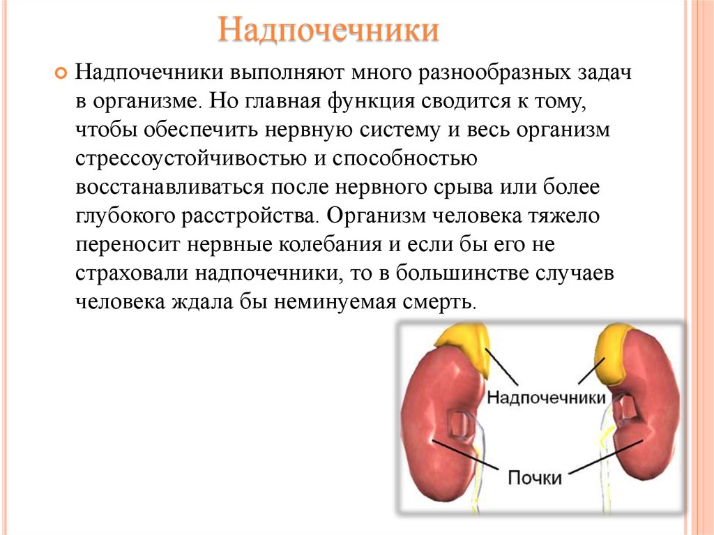 Как проверить надпочечники у мужчин. Надпочечники функции в организме.