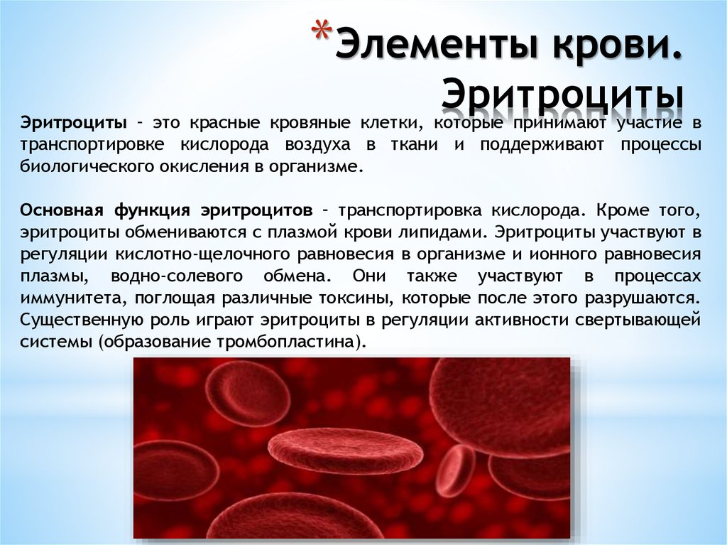Эритроциты в крови у мужчин после 50. Функции эритроцитов в крови. Основные функции эритроцитов. Эритроциты функция в организме. Эритроцит человека образование.