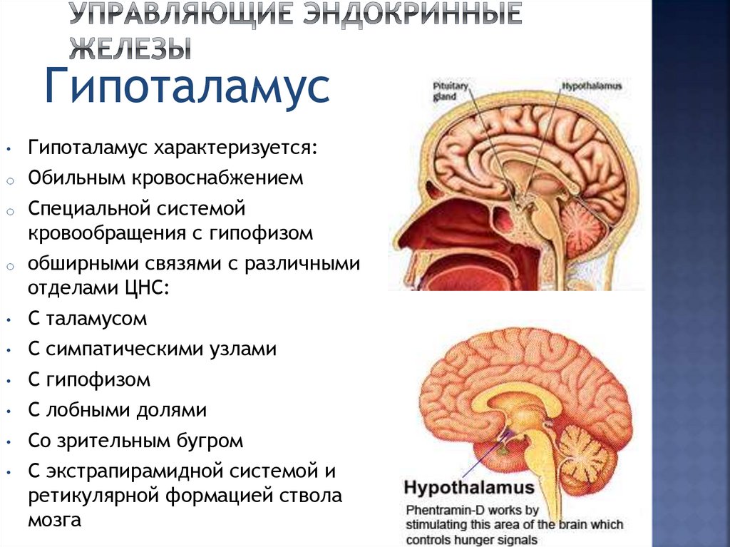 Размер гипофиза. Гипоталамус за что отвечает. Гипоталамус это железа. Гипофиз за что отвечает. Функции гипоталамуса головного мозга.