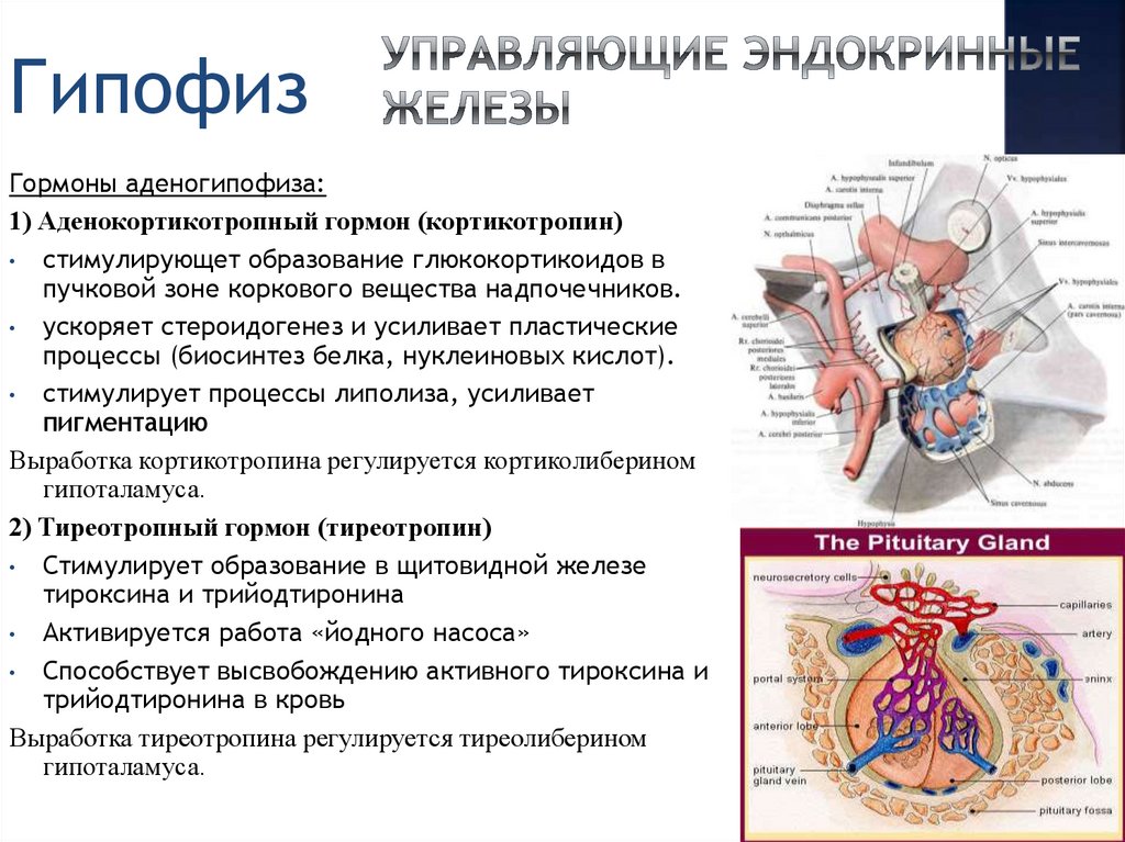 Железы гипофиза. Строение гипофиза и его гормоны. Эндокринная система гипофиз гормоны. Гипофиз строение и функции. Гормоны гипофиза схема.