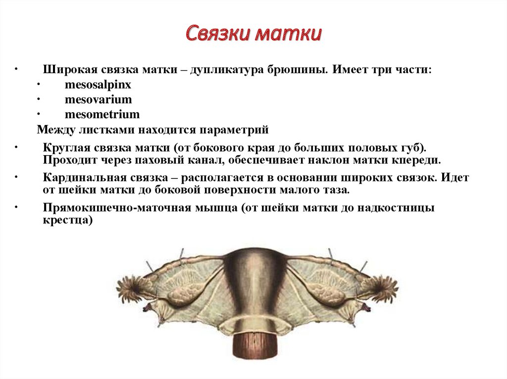 Строение органов малого таза у женщин схема после удаления матки и яичников