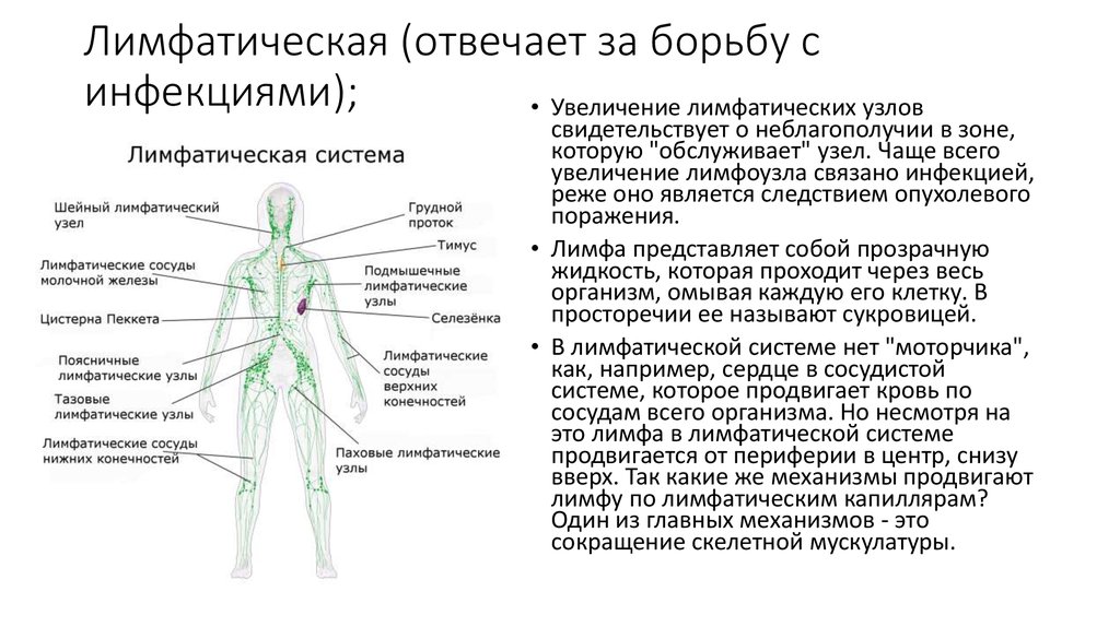 Почему воспаляются лимфоузлы в паху у женщин