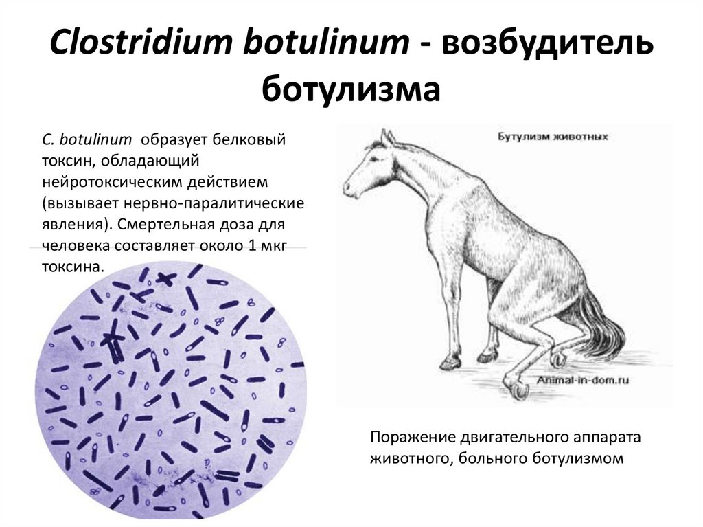 Схема лечения клостридии