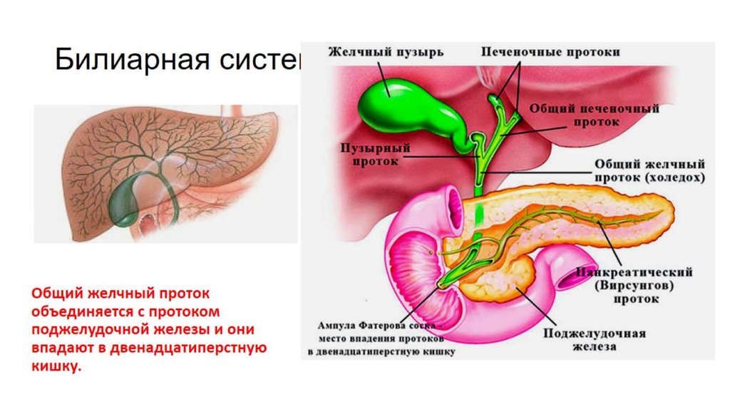 Желчен что значит. Строение общий печёночный проток. Билиарная система анатомия. Билиарный тракт анатомия. Желчный пузырь и протоки анатомия.