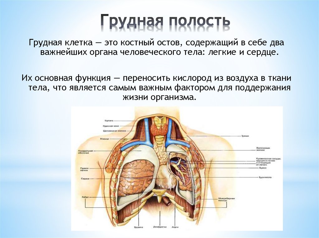 Органы грудной клетки человека.