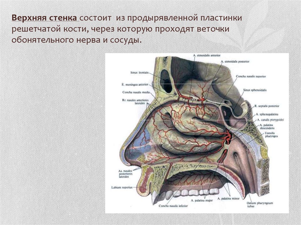 Наружный нос и полость носа