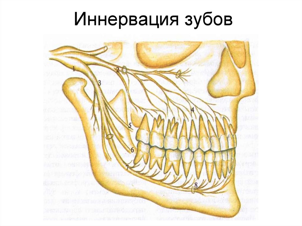 Сосуды десны. Тройничный нерв нижней челюсти. Иннервация нижней челюсти челюсти. Иннервация зубов верхней челюсти и нижней челюсти. Анатомия нервов нижней челюсти.