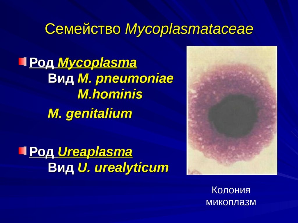 Микоплазмоз у мужчин лечение. Микоплазмы гениталиум. Mycoplasma семейства Mycoplasmataceae..