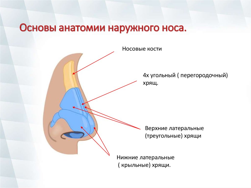 Строение носа перегородка в картинках носовая