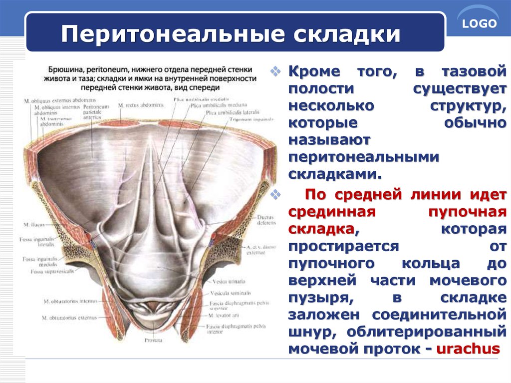 Строение влагалища