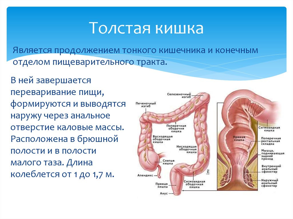 Схема болезни кишечника