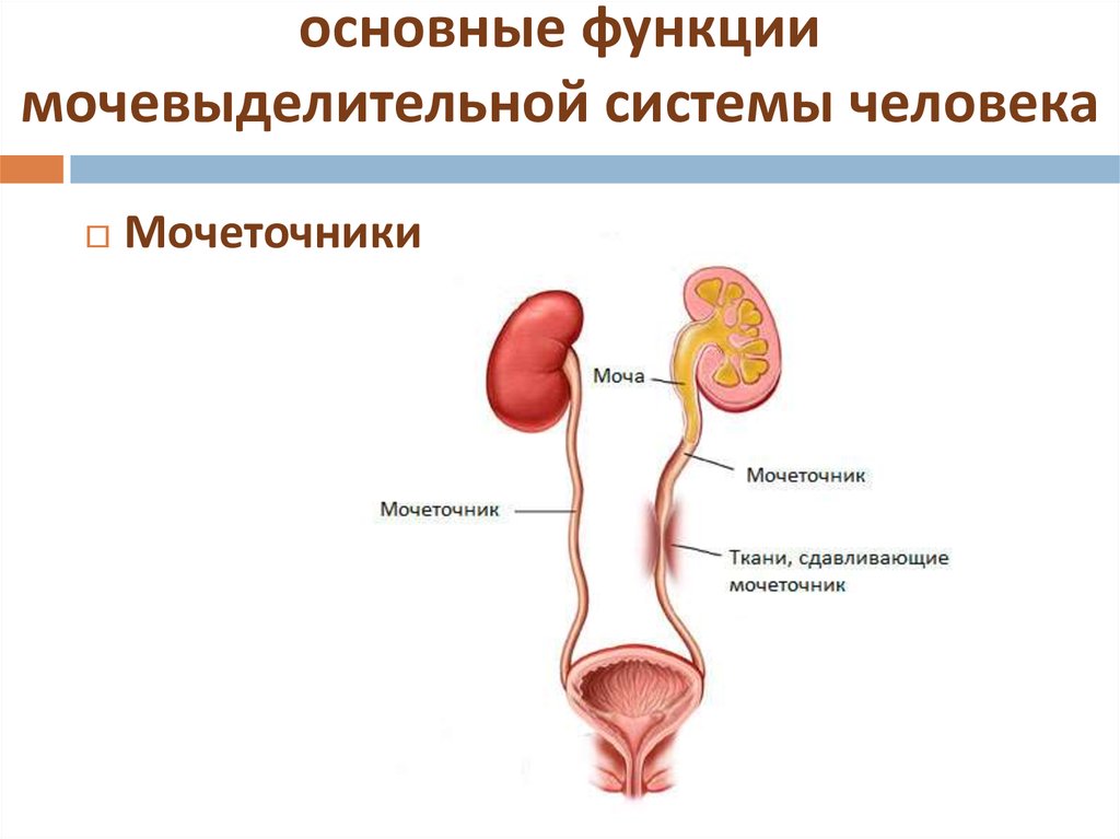 Схема мочеточника у женщин