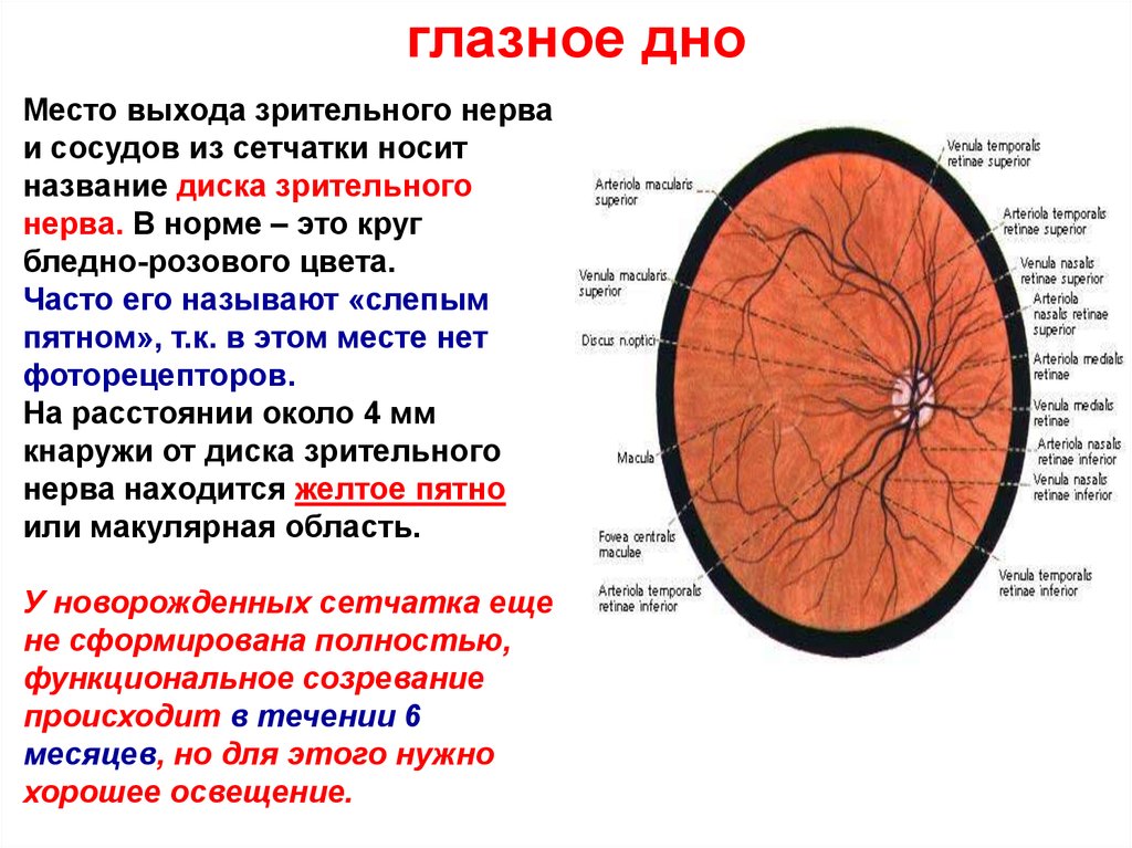 Норма глазного дна. Схема глазного дна норма. Диск зрительного нерва латынь. Глазное дно норма рисунок. Схема патологии глазного дна.