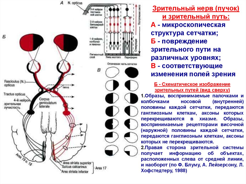 Нерв зрительного анализатора