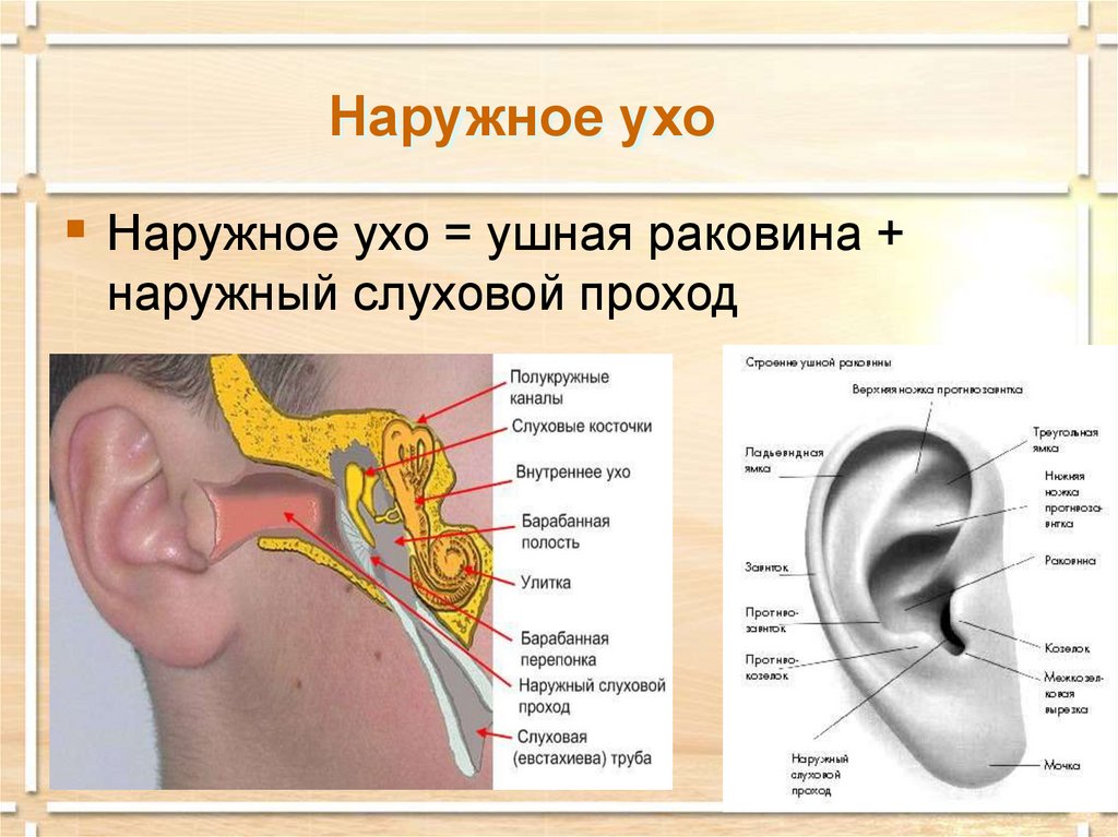 Устройство ушной раковины. Схема строения ушной раковины. Строение наружной слуховой раковины. Анатомия ушной раковины уха человека. Наружное ухо ушная раковина.