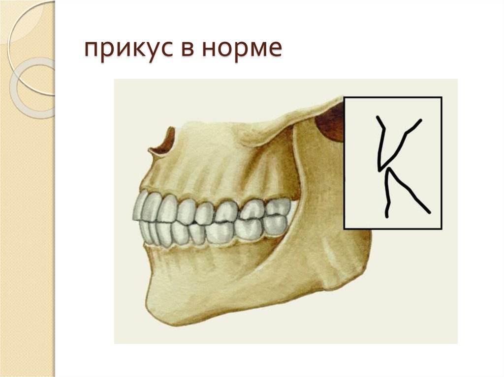 Зубы при закрытом рте. Правильное расположение челюсти сбоку. Нормальный прикус зубов у человека. Ортогнатический прикус это норма.