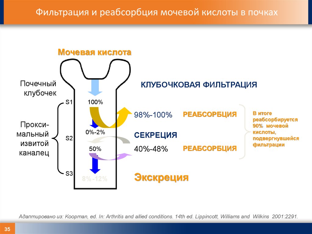 Фильтрация почек. Фильтрации и обратное всасывание в почке. Механизм фильтрация и реабсорбция в почках. Реабсорбция мочевой кислоты. Выведение мочевой кислоты почками.