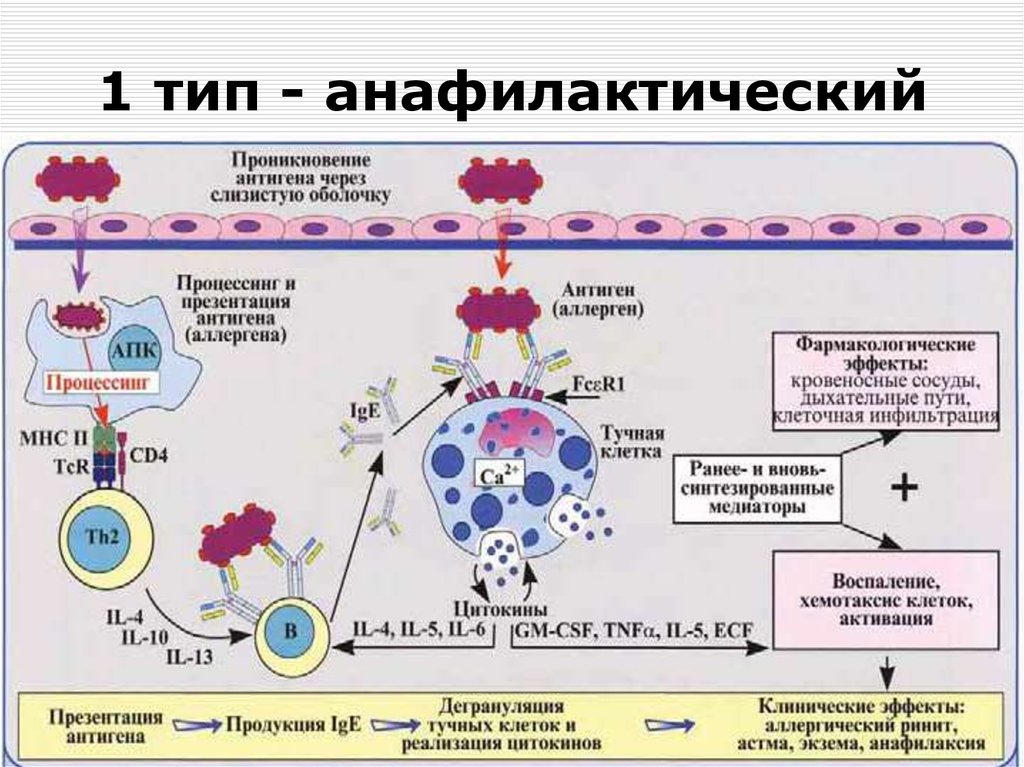 Схема патогенеза анафилактического шока