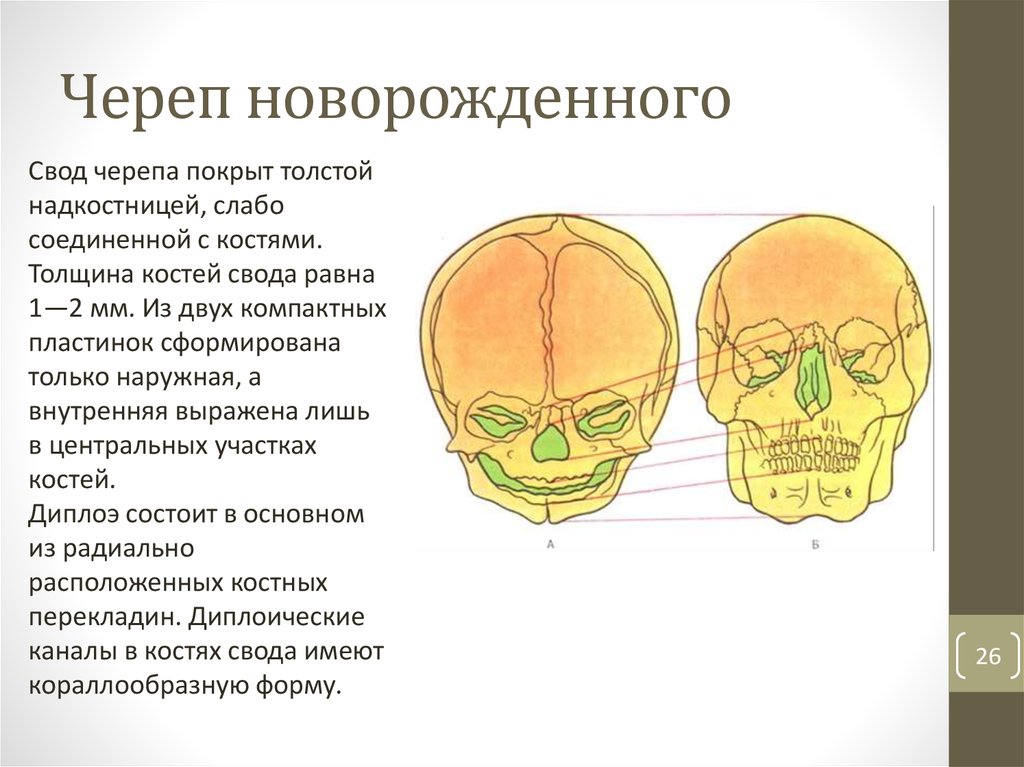 Особенности строения свода черепа