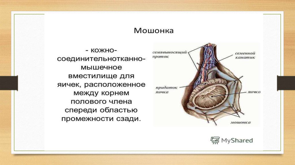 Мужские яички органы. Яички в мужской репродуктивной системы. Наружные и внутренние органы мужской репродуктивной системы. План строения мужской репродуктивной системы. Анатомическое строение мужской репродуктивной системы.